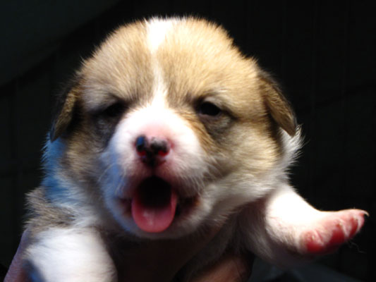 corgi puppies