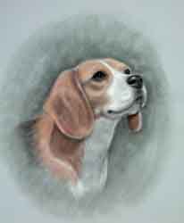 beagle