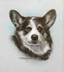 corgi