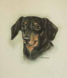 dachshund