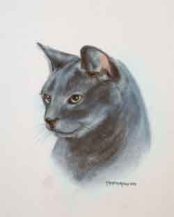 russian blue cat