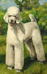 standard poodle