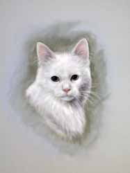 white cat