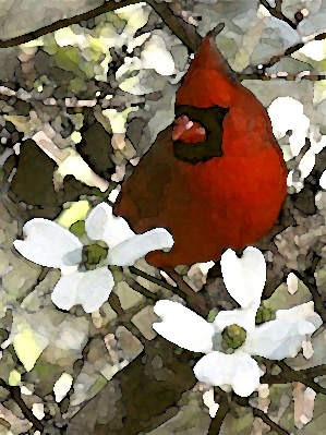 cardinal dogwood Art Student Academy