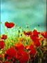 poppies