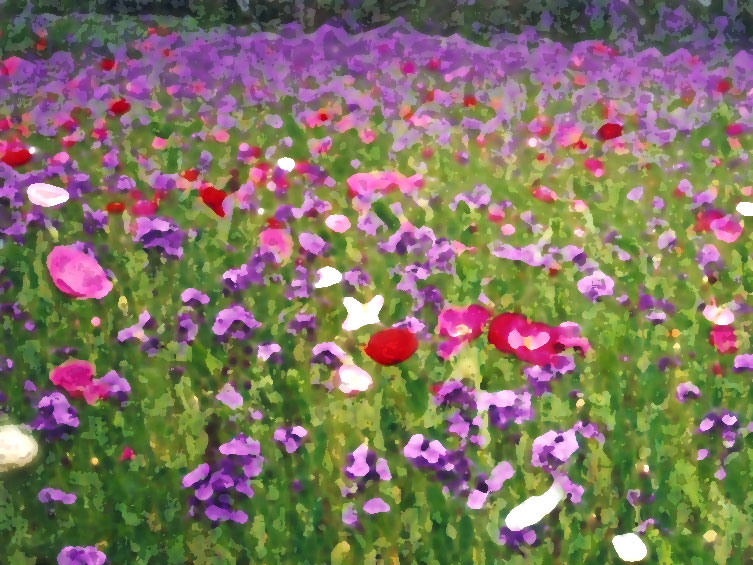 wild flowers wild flowers